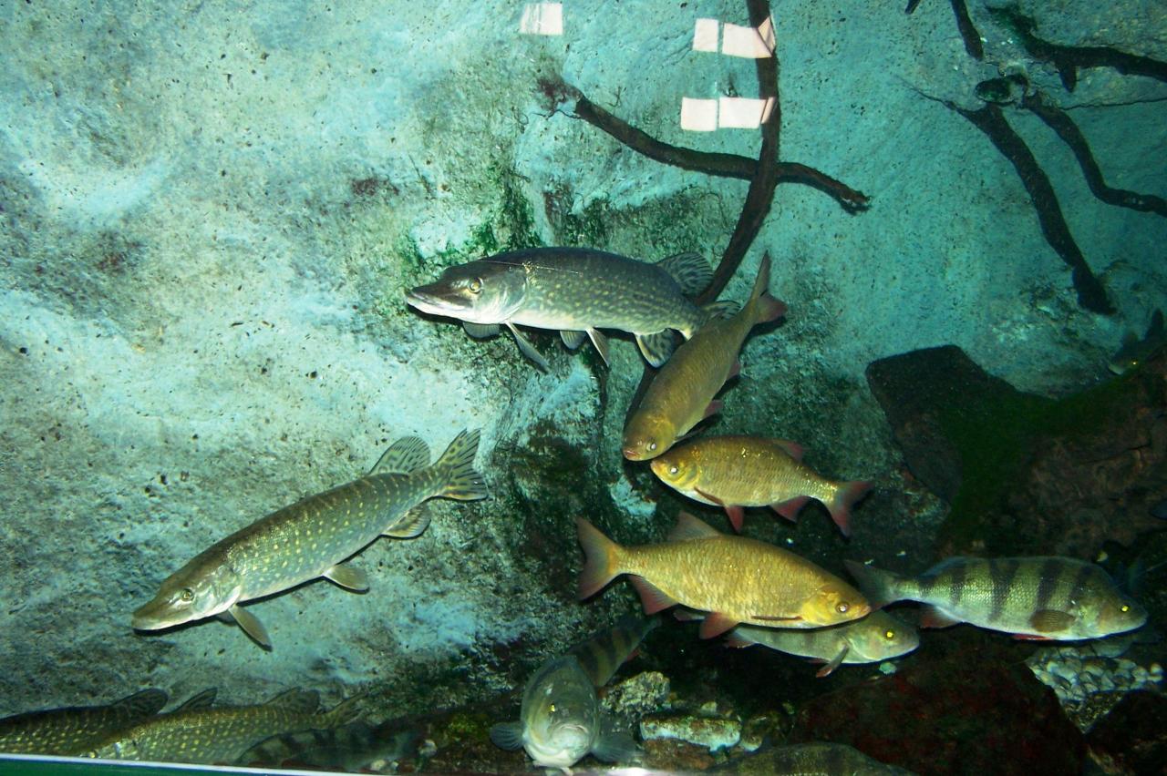 Aquarium Maison de l'eau