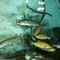 Aquarium Maison de l'eau