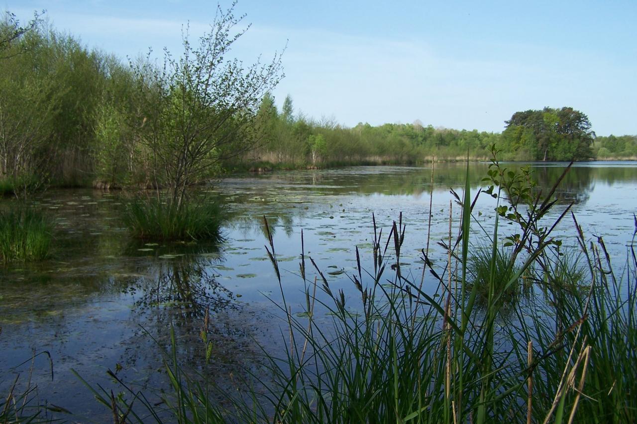 Etang de Loudon