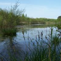 Etang de Loudon