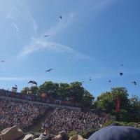 Le bal des oiseaux