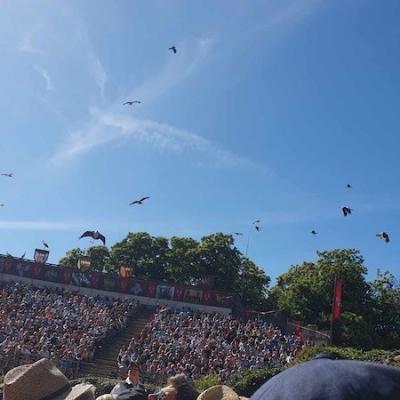 Le bal des oiseaux