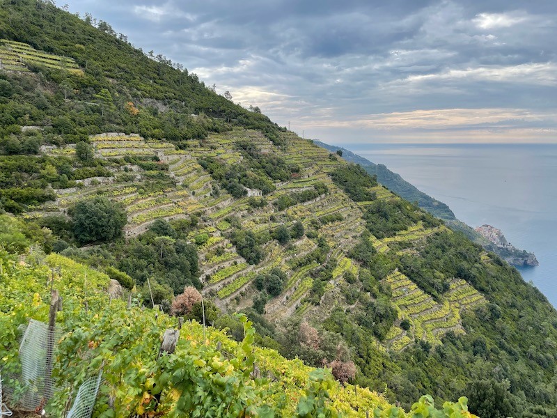 Les vignes à Riomaggiore