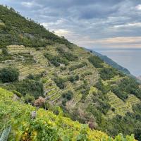 Les vignes à Riomaggiore