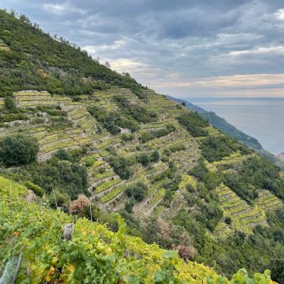 Les vignes à Riomaggiore
