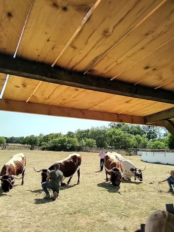 Manade Jamin les taureaux a genoux