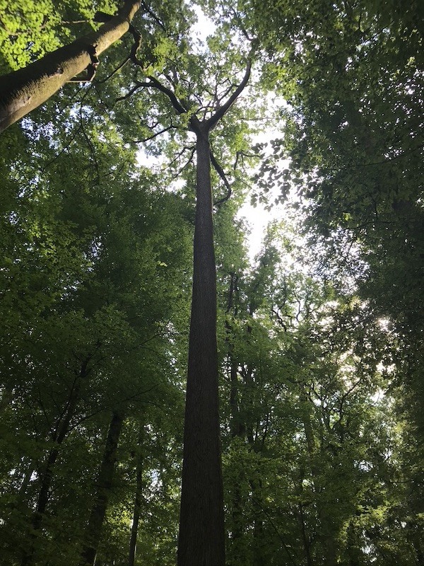 Marche forêt de Bercé